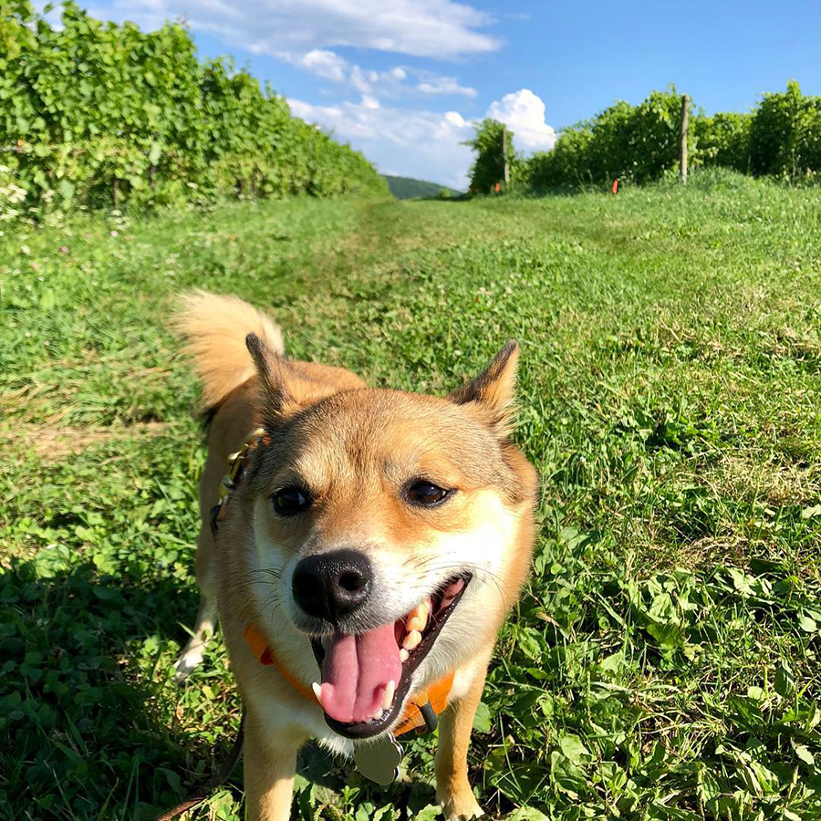 PetFriendly Places in the Litchfield Hills CTvisit